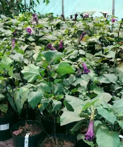 Fast Growing Trees Devil's Trumpet Plant 13 Fast Growing Trees Devil's Trumpet Plant