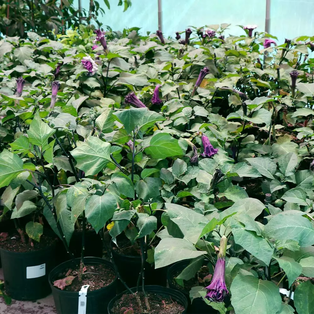 Fast Growing Trees Devil's Trumpet Plant 8 Fast Growing Trees Devil's Trumpet Plant