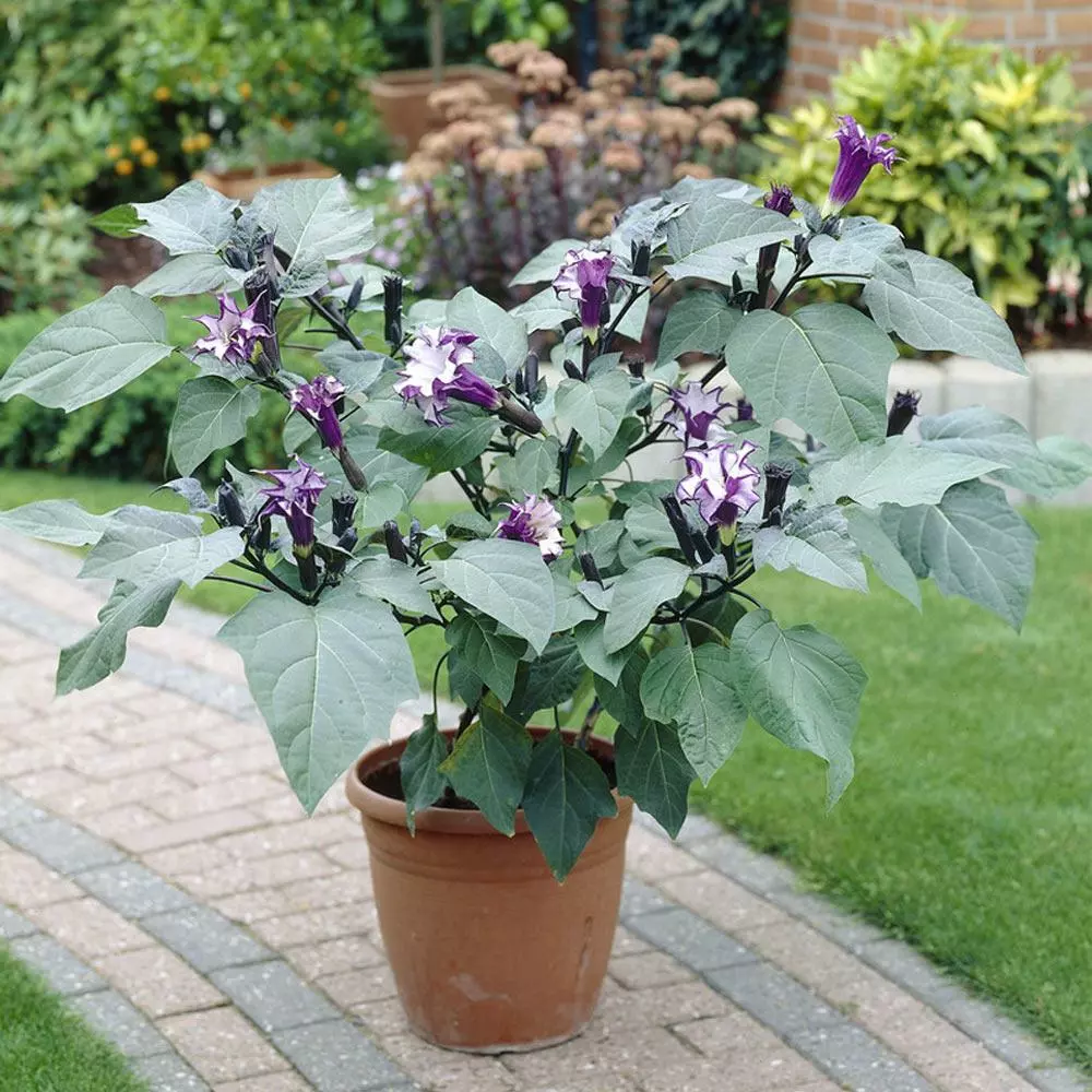 Fast Growing Trees Devil's Trumpet Plant 4 Fast Growing Trees Devil's Trumpet Plant