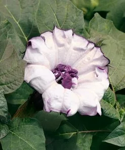 Fast Growing Trees Devil's Trumpet Plant 12 Fast Growing Trees Devil's Trumpet Plant