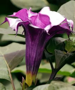 Fast Growing Trees Devil's Trumpet Plant 11 Fast Growing Trees Devil's Trumpet Plant