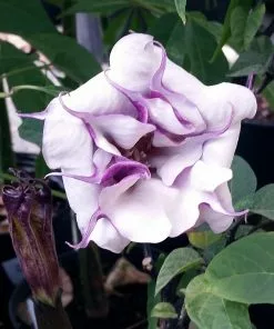 Fast Growing Trees Devil's Trumpet Plant 10 Fast Growing Trees Devil's Trumpet Plant