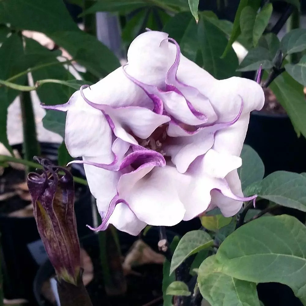 Fast Growing Trees Devil's Trumpet Plant 5 Fast Growing Trees Devil's Trumpet Plant