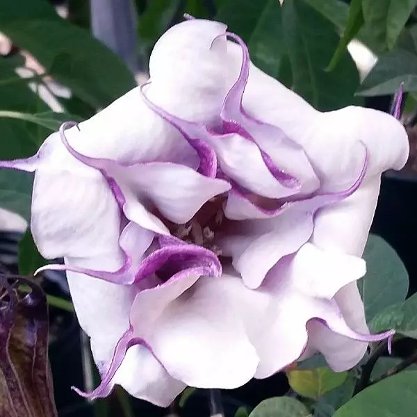 Fast Growing Trees Devil's Trumpet Plant 3 Fast Growing Trees Devil's Trumpet Plant