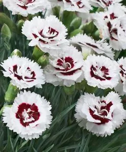 Fast Growing Trees Scent First® Coconut Surprise Dianthus Plant 7 Fast Growing Trees Scent First® Coconut Surprise Dianthus Plant