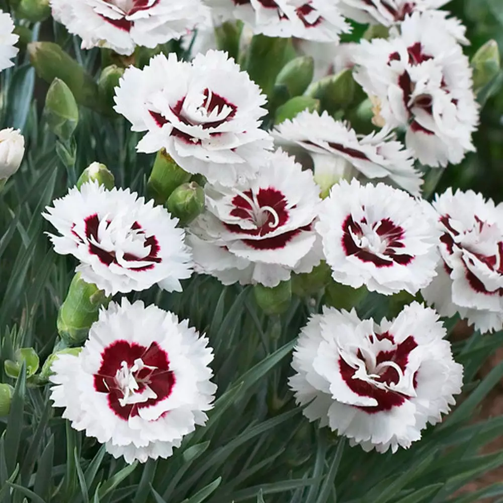 Fast Growing Trees Scent First® Coconut Surprise Dianthus Plant 5 Fast Growing Trees Scent First® Coconut Surprise Dianthus Plant