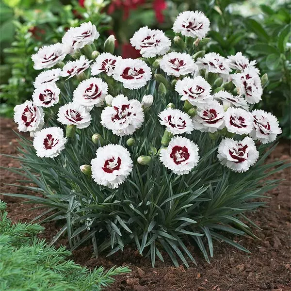 Fast Growing Trees Scent First® Coconut Surprise Dianthus Plant 3 Fast Growing Trees Scent First® Coconut Surprise Dianthus Plant