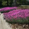 Fast Growing Trees Firewitch Dianthus Plant 2 Fast Growing Trees Firewitch Dianthus Plant