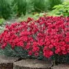 Fast Growing Trees See All Shrubs & Hedges Fruit Punch® ‘Maraschino’ Dianthus 1 Fast Growing Trees See All Shrubs & Hedges Fruit Punch® ‘Maraschino’ Dianthus