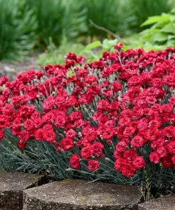 Fast Growing Trees See All Shrubs & Hedges Fruit Punch® ‘Maraschino’ Dianthus