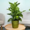 Fast Growing Trees Dieffenbachia Tropic Snow Plant 1 Fast Growing Trees Dieffenbachia Tropic Snow Plant