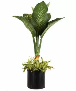 Fast Growing Trees Dieffenbachia And Song Of India Combo