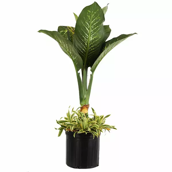 Fast Growing Trees Dieffenbachia And Song Of India Combo 3 Fast Growing Trees Dieffenbachia And Song Of India Combo