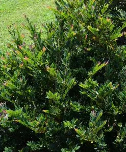 Fast Growing Trees See All Shrubs & Hedges Coppertone™ Distylium