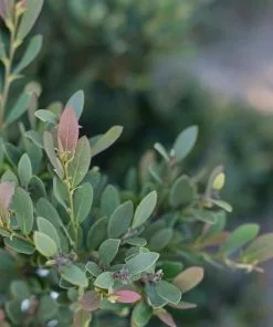 Fast Growing Trees See All Shrubs & Hedges Coppertone™ Distylium