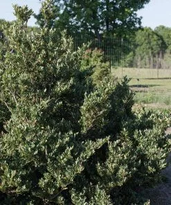 Fast Growing Trees See All Shrubs & Hedges Coppertone™ Distylium