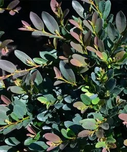 Fast Growing Trees See All Shrubs & Hedges Coppertone™ Distylium