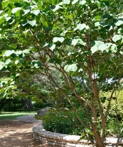 Fast Growing Trees Redbud Trees Don EGolf Redbud Tree 10 Fast Growing Trees Redbud Trees Don EGolf Redbud Tree