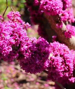 Fast Growing Trees Redbud Trees Don EGolf Redbud Tree 9 Fast Growing Trees Redbud Trees Don EGolf Redbud Tree