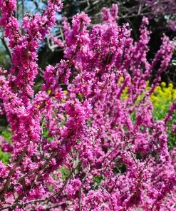 Fast Growing Trees Redbud Trees Don EGolf Redbud Tree 11 Fast Growing Trees Redbud Trees Don EGolf Redbud Tree