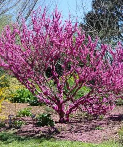 Fast Growing Trees Redbud Trees Don EGolf Redbud Tree 8 Fast Growing Trees Redbud Trees Don EGolf Redbud Tree
