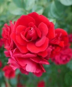 Fast Growing Trees Roses Don Juan Climbing Rose 7 Fast Growing Trees Roses Don Juan Climbing Rose