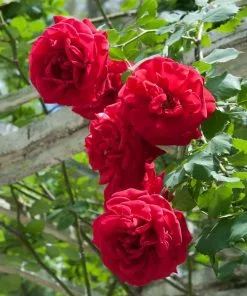 Fast Growing Trees Roses Don Juan Climbing Rose