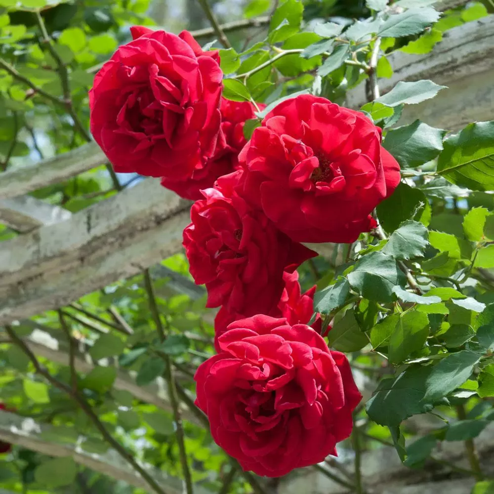 Fast Growing Trees Roses Don Juan Climbing Rose 4 Fast Growing Trees Roses Don Juan Climbing Rose