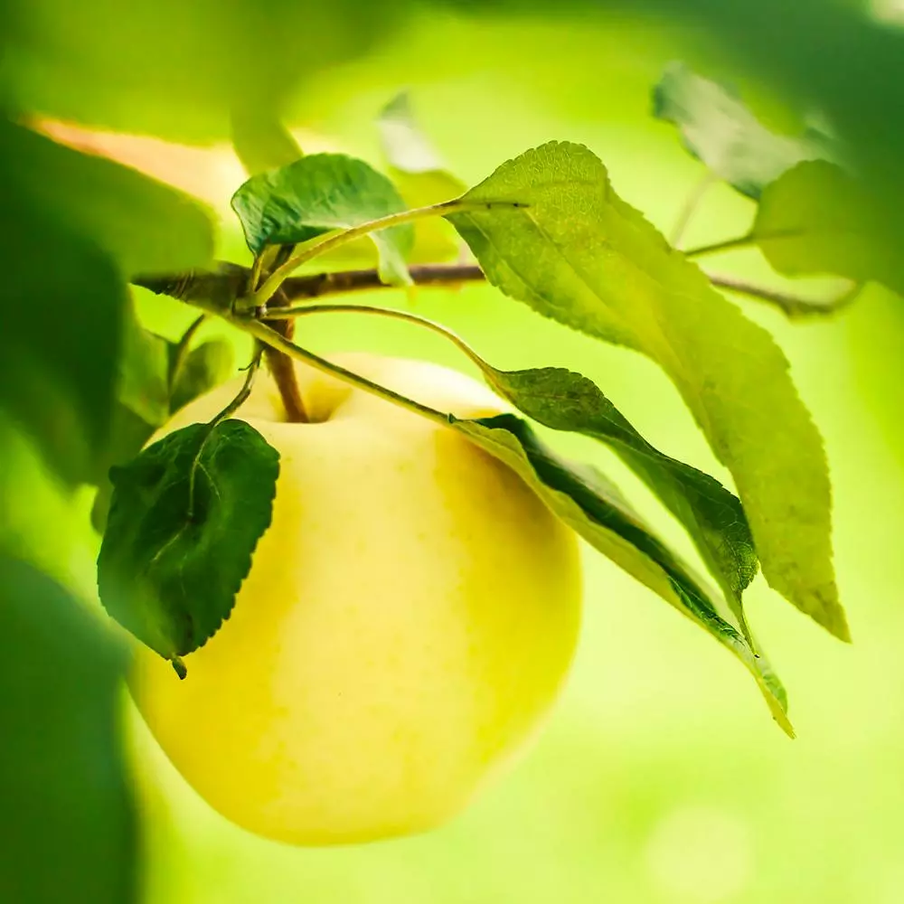 Fast Growing Trees Apple Trees Dorsett Golden Apple Tree 4 Fast Growing Trees Apple Trees Dorsett Golden Apple Tree