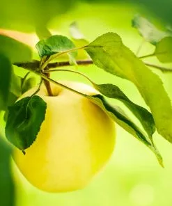 Fast Growing Trees Dorsett Golden Apple Tree