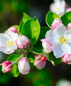 Fast Growing Trees Dorsett Golden Apple Tree 8 Fast Growing Trees Dorsett Golden Apple Tree