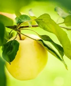 Fast Growing Trees Dorsett Golden Apple Tree