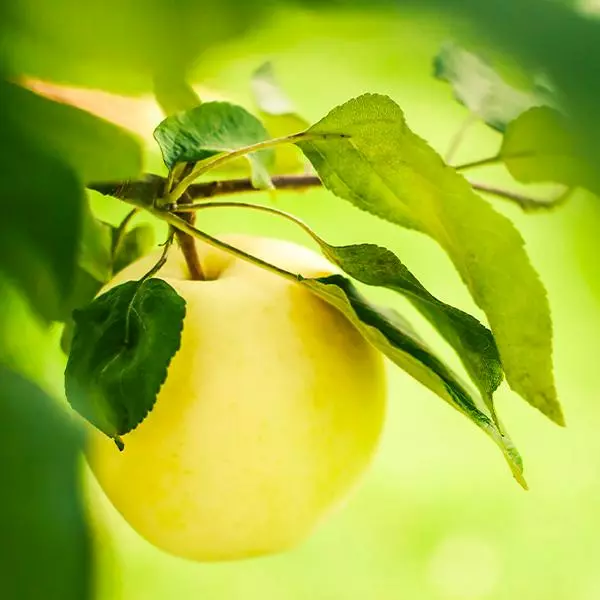 Fast Growing Trees Apple Trees Dorsett Golden Apple Tree 3 Fast Growing Trees Apple Trees Dorsett Golden Apple Tree