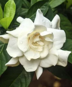Fast Growing Trees Double Blooming Gardenia Tree 9 Fast Growing Trees Double Blooming Gardenia Tree