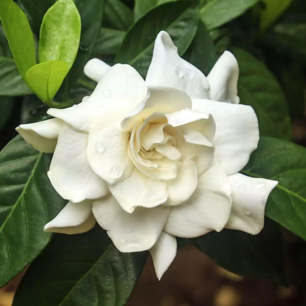 Fast Growing Trees Double Blooming Gardenia Tree 5 Fast Growing Trees Double Blooming Gardenia Tree