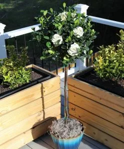 Fast Growing Trees Double Blooming Gardenia Tree