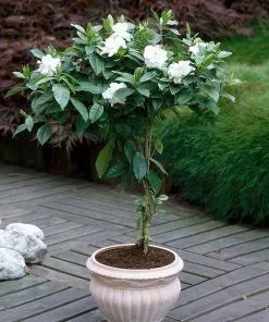 Fast Growing Trees Double Blooming Gardenia Tree 10 Fast Growing Trees Double Blooming Gardenia Tree