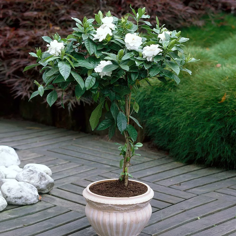Fast Growing Trees Double Blooming Gardenia Tree 6 Fast Growing Trees Double Blooming Gardenia Tree