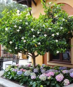 Fast Growing Trees Double Blooming Gardenia Tree 11 Fast Growing Trees Double Blooming Gardenia Tree