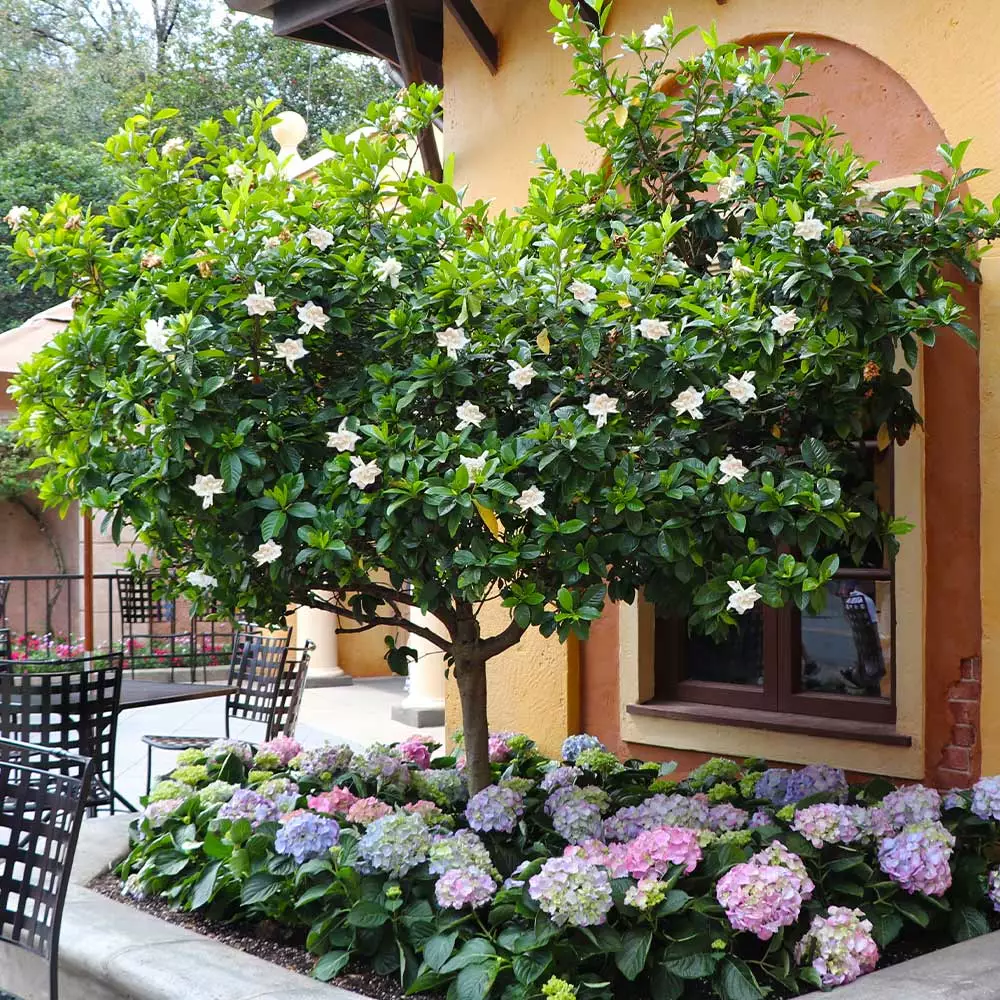 Fast Growing Trees Double Blooming Gardenia Tree 7 Fast Growing Trees Double Blooming Gardenia Tree