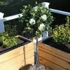 Fast Growing Trees Double Blooming Gardenia Tree 1 Fast Growing Trees Double Blooming Gardenia Tree