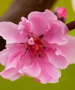 Fast Growing Trees Double Delight Nectarine Tree 9 Fast Growing Trees Double Delight Nectarine Tree