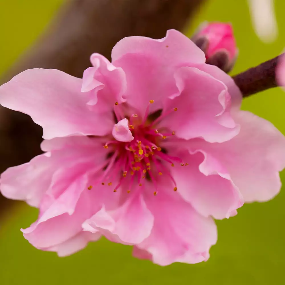 Fast Growing Trees Double Delight Nectarine Tree 6 Fast Growing Trees Double Delight Nectarine Tree