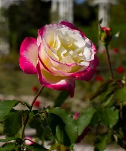 Fast Growing Trees Double Delight Rose Tree