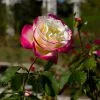 Fast Growing Trees Double Delight Rose Tree 2 Fast Growing Trees Double Delight Rose Tree