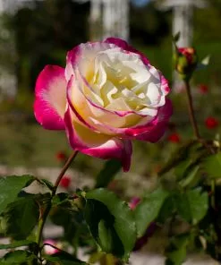 Fast Growing Trees Double Delight Rose Tree