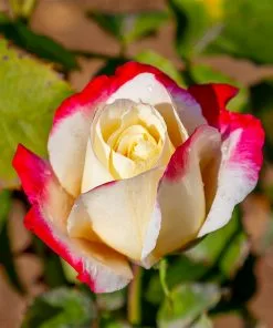 Fast Growing Trees Double Delight Rose Tree 9 Fast Growing Trees Double Delight Rose Tree