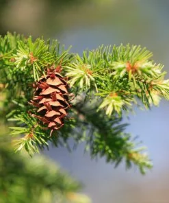 Fast Growing Trees Douglas Fir Tree 9 Fast Growing Trees Douglas Fir Tree