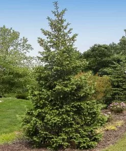 Fast Growing Trees Douglas Fir Tree