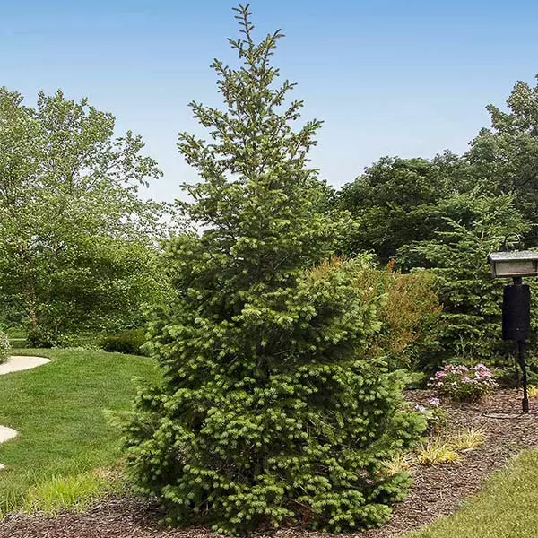 Fast Growing Trees Douglas Fir Tree 3 Fast Growing Trees Douglas Fir Tree